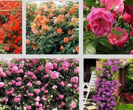 家庭常见花卉之藤本月季