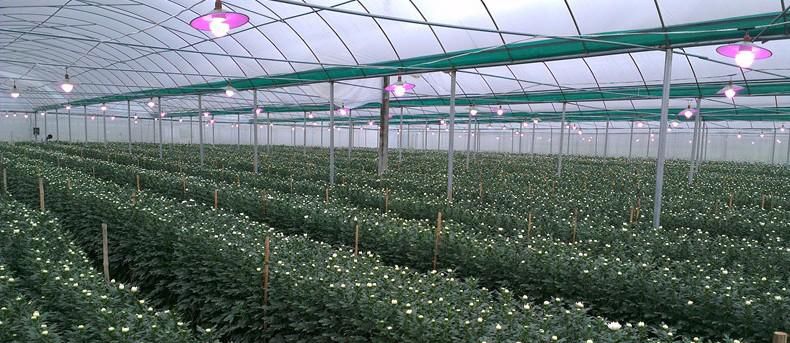 菊花种植、助长、延榭光照灯产品图片,菊花种