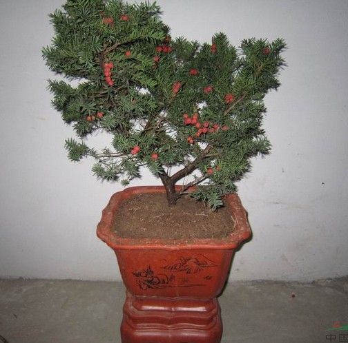 【转载】·植物"大熊猫"红豆杉家庭盆栽养殖窍门一二三