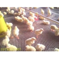 安平环隆生产塑料鸡床网 
