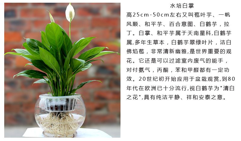 白掌植物介绍图片